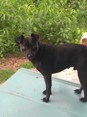 Maxs Animal Rescue - Pet Shelter and Rescue in Hoboken, Georgia