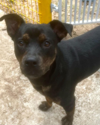 Always On Time Pet Rescue - Animal Shelter and Rescue in Shepherd, Texas