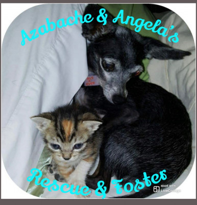 Azabache & Angela’s Rescue & Foster - Animal Shelter and Rescue in Humacao, Puerto Rico