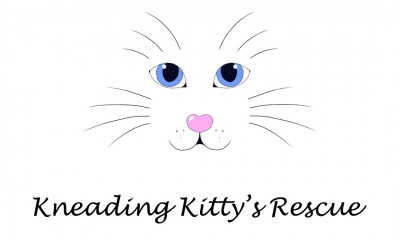 Kneading Kitty