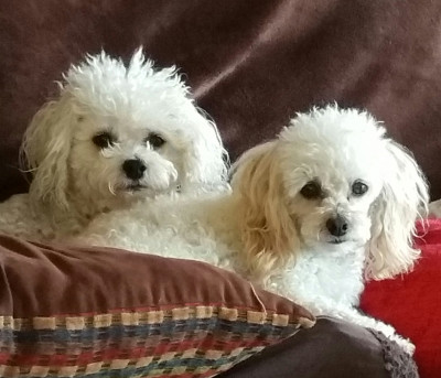 All Species Adoption Program (ASAP) - Pet Shelter and Rescue in Carey, Ohio