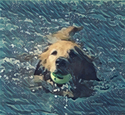 Sandy And The Crew Animal Rescue - Animal Shelter and Rescue in Pomona, California