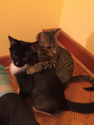 Cats And Friends - Pet Shelter and Rescue in Tifton, Georgia