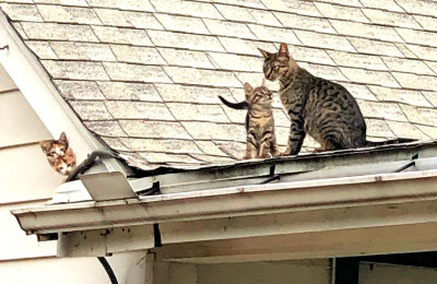 Feral Cats - A Right To Life - Animal Shelter and Rescue in Lewisville, Texas