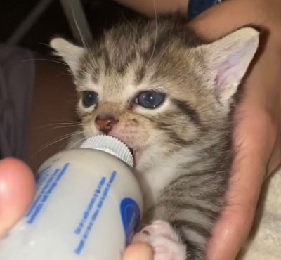 Rescue Movement Alliance - Animal Shelter and Rescue in Beaufort, Missouri