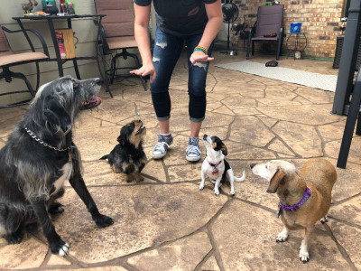 Woof Pack Rescue - Animal Shelter and Rescue in Houston, Texas