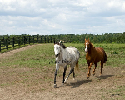 Equine Rescue Of Aiken - Pet Shelter and Rescue in Aiken, South Carolina