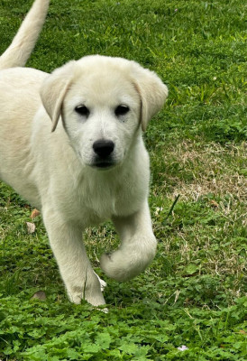 Twilight Tails - Animal Shelter and Rescue in Houston, Texas