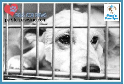 Pals For Paws, Inc. - Pet Shelter and Rescue in Kokomo, Indiana