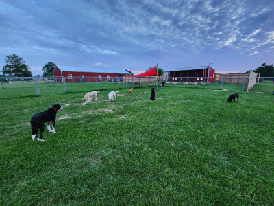 Valentine K9 Rescue - Animal Shelter and Rescue in Sheridan, Arkansas