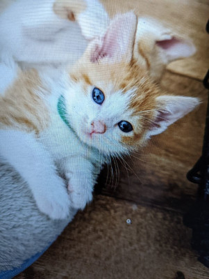 Candi Springs Rescue - Animal Shelter and Rescue in Burke, New York