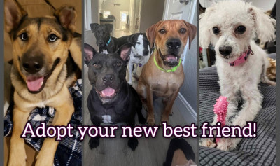 Friends Fur Life - Animal Shelter and Rescue in San Antonio, Texas