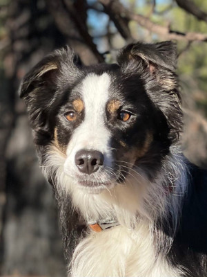 Herding Dog Rescue Of Central Oregon - Animal Shelter and Rescue in Bend, Oregon