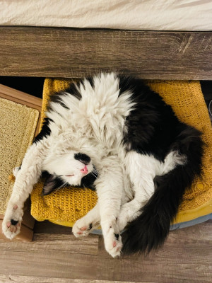 I Do Not Own A Cat - Animal Shelter and Rescue in Los Angeles, California