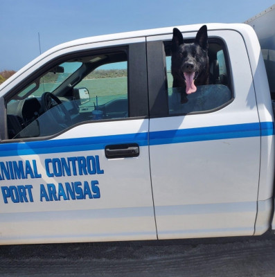 City Of Port Aransas Animal Shelter - Animal Shelter and Rescue in Port Aransas, Texas