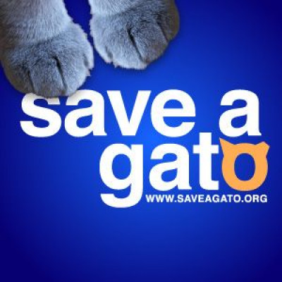 Save A Gato - Animal Shelter and Rescue in San Juan, Puerto Rico