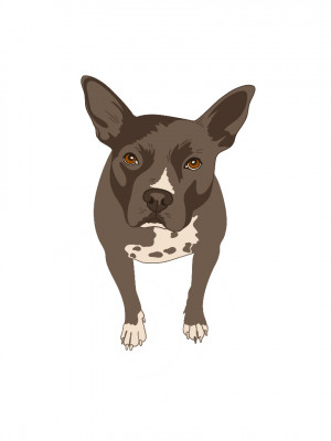 Beezys Rescue - Animal Shelter and Rescue in Los Angeles, California