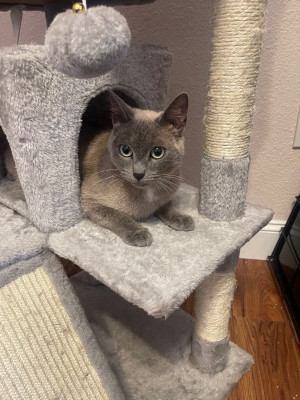 Oreo’s Haven - Animal Shelter and Rescue in Stockton, California