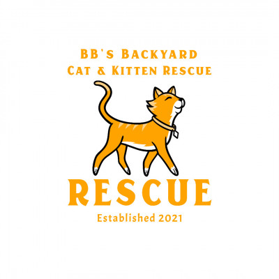 BB’s Backyard Cat & Kitten Rescue - Animal Shelter and Rescue in Kissimmee, Florida