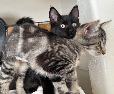 Ashley-Harper Rescue - Animal Shelter and Rescue in Eagle Point, Oregon