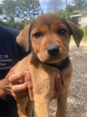 Mississippi Animal Project - Animal Shelter and Rescue in Tylertown, Mississippi