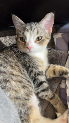 Kitten Kamp - Animal Shelter and Rescue in Rice, Minnesota