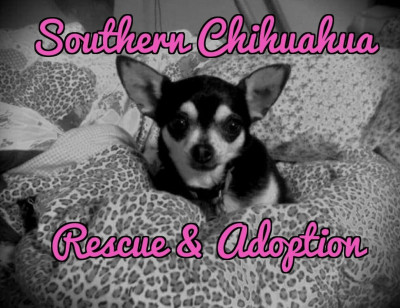 Southern Chihuahua Rescue And Adoption - Animal Shelter and Rescue in Kinsey, Alabama
