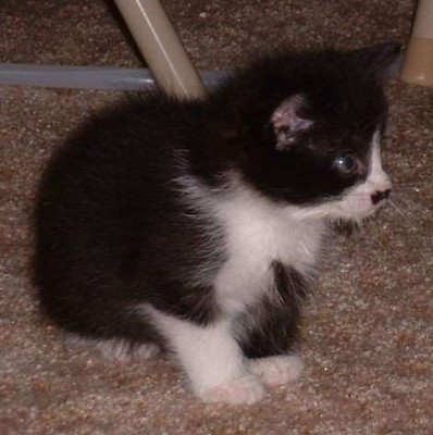 Bottle Baby Kittens - Animal Shelter and Rescue in Phoenix, Arizona