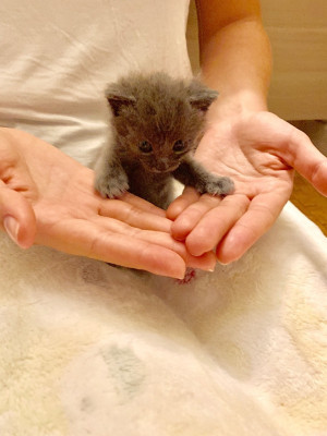 Angelina’s Rescues - Animal Shelter and Rescue in San Francisco, California