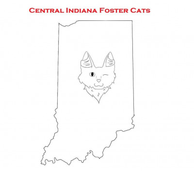 Central Indiana Foster Cats - Pet Shelter and Rescue in Westfield, Indiana