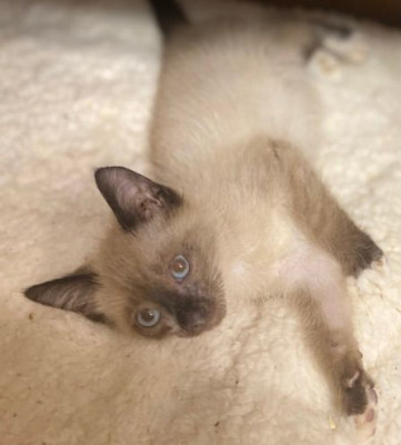 Little Paws Furrever - Animal Shelter and Rescue in Andover, Minnesota