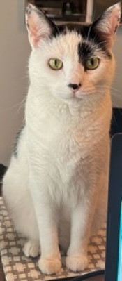 Kitty Whiskers - Animal Shelter and Rescue in Sayville, New York