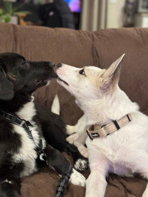 Nowruz Animal Rescue Group - Animal Shelter and Rescue in Ridgefield, Washington