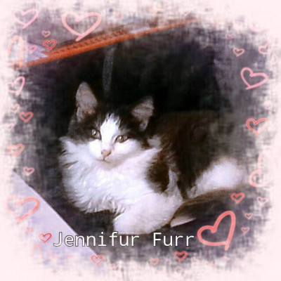 FurrEver Loves Cat Sanctuary - Animal Shelter and Rescue in Bennington, Oklahoma