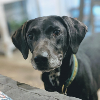 McDowell County Animal Shelter - Animal Shelter and Rescue in Marion, North Carolina