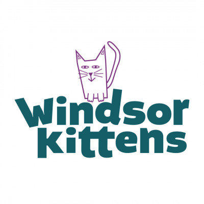 Windsor Kittens - Animal Shelter and Rescue in Charlotte, North Carolina