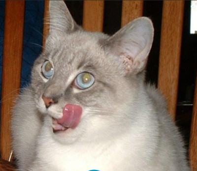 AAPCATS - Pet Shelter and Rescue in Cincinnati, Ohio