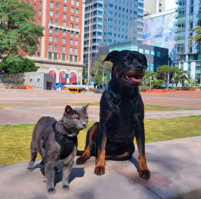 Thunderhill Sanctuary - Animal Shelter and Rescue in Los Angeles, California