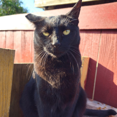 Trap And Return - Animal Shelter and Rescue in San Diego, California