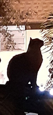 Cat Tales From The Streets, Inc. - Animal Shelter and Rescue in Pompano Beach, Florida