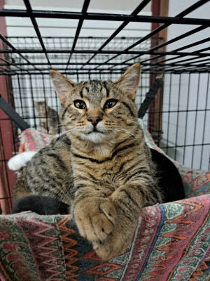 Aiding Area Animals - Animal Shelter and Rescue in Coldwater, Michigan