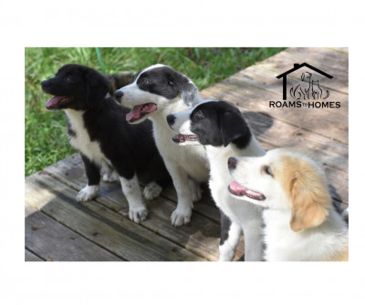 Roams To Homes Animal Rescue, Inc. - Animal Shelter and Rescue in Conroe, Texas