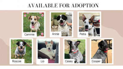 Saved With Love - Animal Shelter and Rescue in Pflugerville, Texas