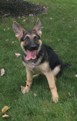 New Albany Pet Rescue - Pet Shelter and Rescue in New Albany, Ohio