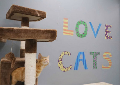 The Catio Cat Lounge, Inc. - Animal Shelter and Rescue in Nashville, Tennessee