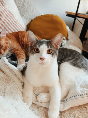 Paws & Purrs Rescue - Animal Shelter and Rescue in Olmos Park, Texas