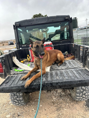 Working Dogs Of Nevada - Animal Shelter and Rescue in Las Vegas, Nevada