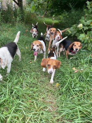 Beagles Rrrrrrr Us - Pet Shelter and Rescue in London, Ohio