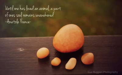 Charlestown Animal Shelter - Animal Shelter and Rescue in Charlestown, Rhode Island