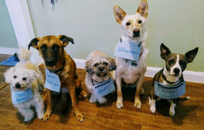 Tails Of Second Chances - Pet Shelter and Rescue in Carroll, Ohio